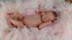 (alexandra's Babies) Reborn Baby Girl Doll Kami Rose Laura Lee Eagles Ltd Ed