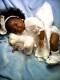 Custom (aa), Ethnic Realistic Reborn Baby Girl Doll, Chrisy