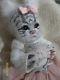 Reborn Hybrid Bengal White Tiger Cat Baby Doll Ooak Kitten Avatar Fantasy Kitty