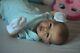 Reborn Baby Doll Sculpt Mindy By Adrie Stoete By Artist Kelly Campbell