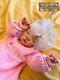 Reborn Baby Boy/girl Realistic Doll Donna Rubert Sweetie Last Reduction