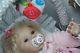 Reborn Doll Ruby Phil Donnelly Vinyl Baby Girl Blonde Hair Rooted Reallife